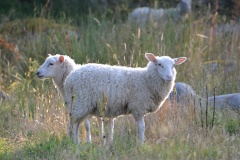 DSC_0182_20120801_183804