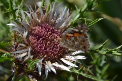 DSC_0196_20110803_135612