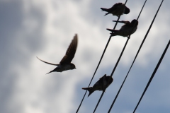 DSC_0340_20120803_155559