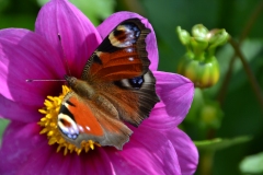 DSC_0801_20120809_125521