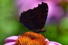 DSC_0898