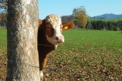 IMGP0155_Fischbach_2008