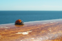 IMGP0927-bug-boat