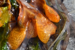 DSC_0090_20120730_164754