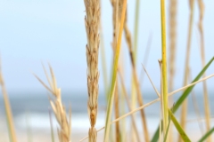 DSC_0230_20120802_161324