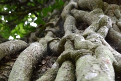 DSC_0406_20120805_123955