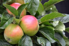 DSC_0416_20120805_131524