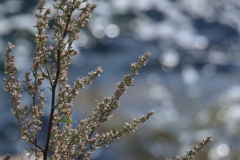 DSC_0421_20110813_125612