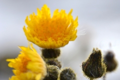 DSC_0589_20120807_171533