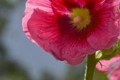 DSC_0731_20120809_123558