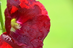 DSC_0747_20120809_123710