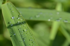 DSC_0919_20120811_103036